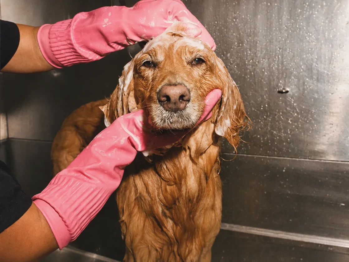 A golden retriever being washed by a groomer in pink gloves